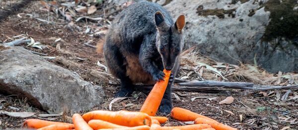 Avustralya yangınlarından en çok etkilenen eyalet olan Yeni Güney Galler'in Wollemi ve Yengo Ulusal Parklarına havadan atılan havuçları yiyen bir valabi - Sputnik Türkiye