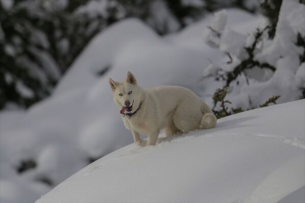 Köpek, cinsinin doğal yaşam ortamı olmasına rağmen karla karşılaşınca şaşırdı.  - Sputnik Türkiye