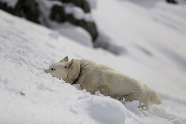 Aileleriyle vakit geçirmek için Alacabel'de bulunanlar da karda oynayan köpeği ilgiyle izledi. - Sputnik Türkiye