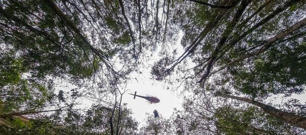 'Dinozor ağaçları' olarak da bilinen dünyanın en yaşlı ağaçlarından Wollemi çamları - Sputnik Türkiye