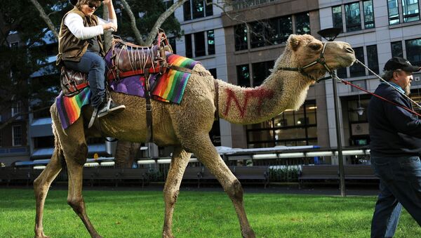 Avustralya'daki toplam yabani deve sayısının 1 milyonun üzerinde olduğu tahmin ediliyor, Ulusal Hörgüç gününde halk evcil develere binerek eğleniyor. - Sputnik Türkiye