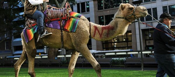 Avustralya'daki toplam yabani deve sayısının 1 milyonun üzerinde olduğu tahmin ediliyor, Ulusal Hörgüç gününde halk evcil develere binerek eğleniyor. - Sputnik Türkiye