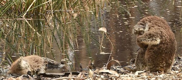 Avustralya - koala - Sputnik Türkiye