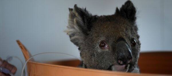 Koala - Sputnik Türkiye