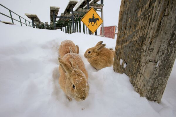 Kışın keyfini yaşayan hayvanların komik görüntüleri - Sputnik Türkiye