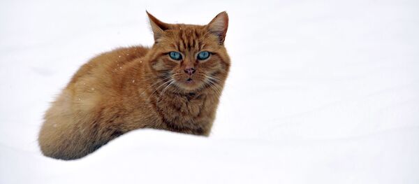 Kışın keyfini yaşayan hayvanların komik görüntüleri - Sputnik Türkiye