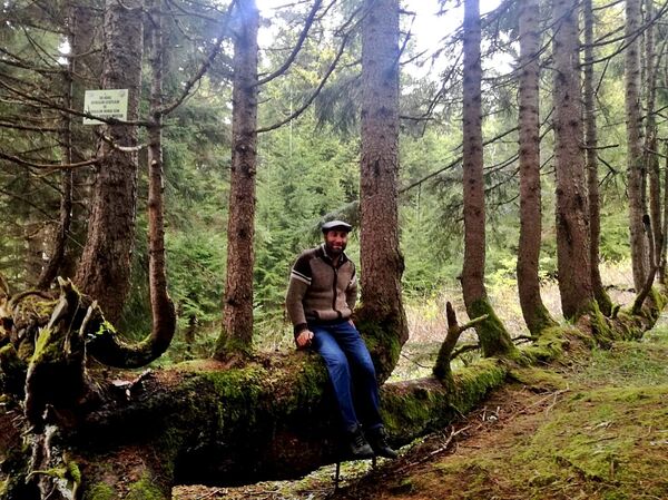 Ordu'da bir ağaç, gövdesinde 17 ağaç büyüttü - Sputnik Türkiye