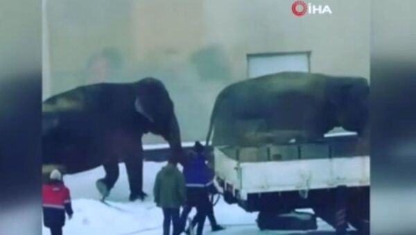 Rusya'da sirkten kaçan filler ortalığı birbirine kattı - Sputnik Türkiye