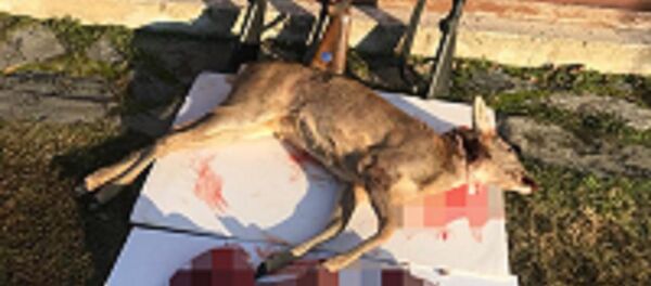 Kırklareli'de kaçak karaca avına 25 bin lira ceza Kırklareli'de kaçak karaca avına 25 bin lira ceza - Sputnik Türkiye