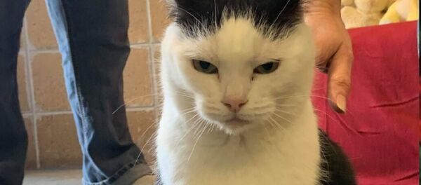 Dünyanın en kötü kedisi - Sputnik Türkiye