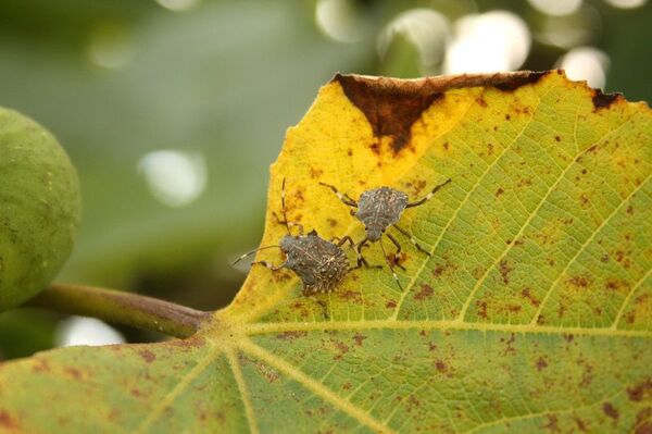 Fındıkta kahverengi kokarca tehdidi: 1 milyar dolar zarar - Sputnik Türkiye