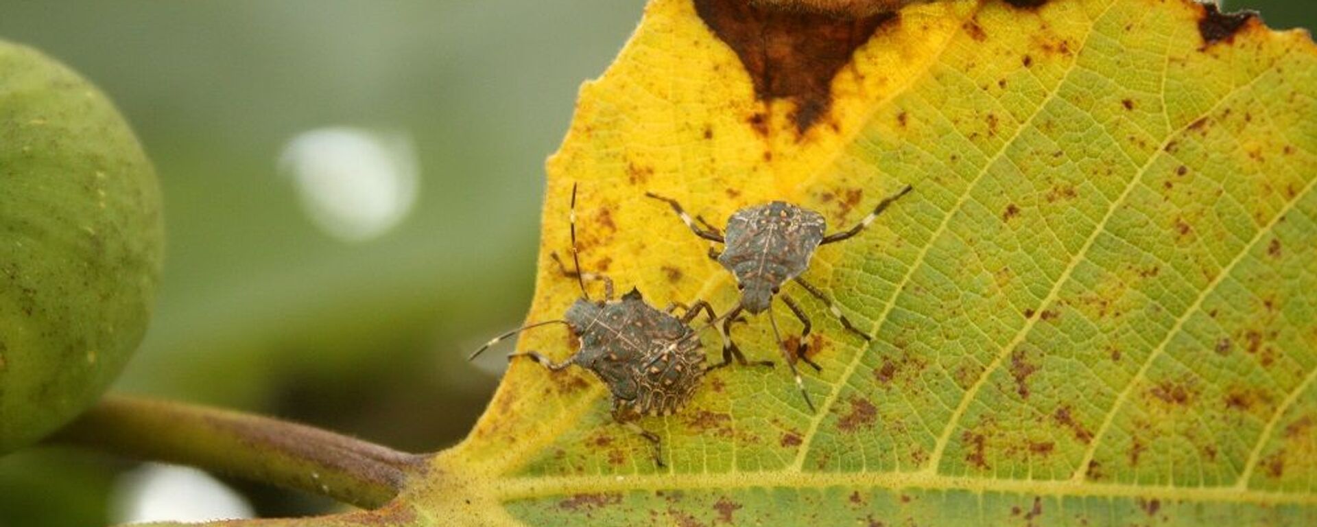 Kahverengi kokarca halk arasında pis kokulu böcek olarak biliniyor. - Sputnik Türkiye, 1920, 11.10.2025