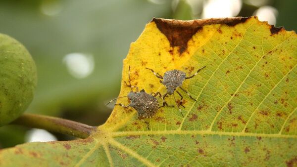 Kahverengi kokarca halk arasında pis kokulu böcek olarak biliniyor. - Sputnik Türkiye