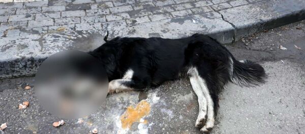 Ankara'da 20 sokak hayvanını zehirleyen kasap serbest bırakıldı - Sputnik Türkiye