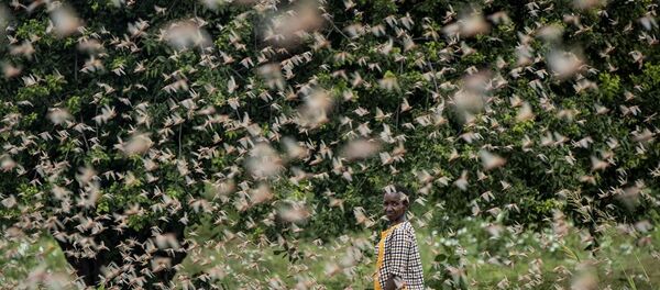 Çekirge istilası - Sputnik Türkiye