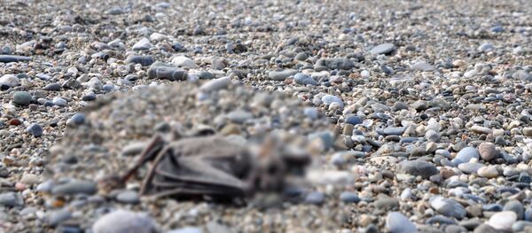 Yarasa ölüsü - Antalya - Sputnik Türkiye