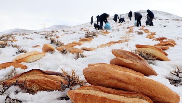 Erzurum esnafı, son günlerde yaşanan deprem, terör, çığ ve uçak kazası gibi olayların bir daha meydana gelmemesi için Pir Ali Baba Türbesi'nin bulunduğu dağlık alana yaban hayvanlar için 2001 ekmek bıraktı.  - Sputnik Türkiye