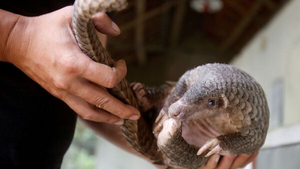 Pangolin - Sputnik Türkiye