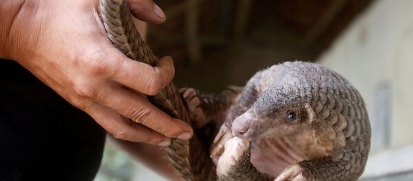 Pangolin - Sputnik Türkiye