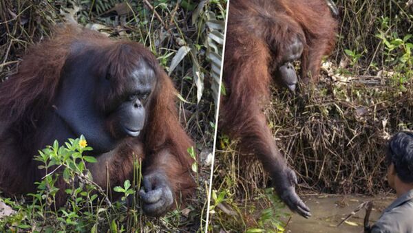 Orangutan, nehirde çalışan görevliye yardım eli uzattı - Sputnik Türkiye