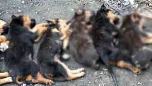 Yavru köpekleri zehirleyerek öldürmüşler - Sputnik Türkiye