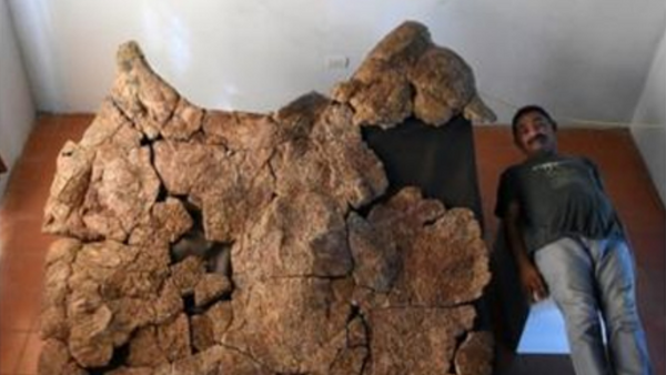 Araba büyüklüğünde kaplumbağa fosili - Sputnik Türkiye
