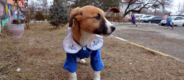 Fındık - Sputnik Türkiye