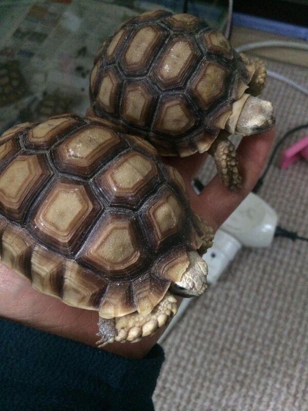 Sosyal medyada satışa çıkarılan timsah yiyen kaplumbağalara el konuldu - Sputnik Türkiye