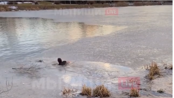 Moskova Bölgesi'ndeki Mıtiş kentinde yaşayan üç çocuklu bir kadın, boğulmak üzere olan bir köpeği kurtarmak için buz tutmuş gölete girdi. Köpeğin kurtulduğu o anlar cep telefonuna kaydedildi. - Sputnik Türkiye