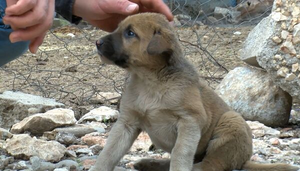 10 yaşındaki çocuk petrol atığı kuyusundan yavru köpek çıkardı: 'Şampuanla yıkayıp, süt ile besledim' - Sputnik Türkiye