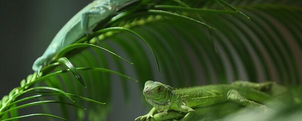 İguana - Sputnik Türkiye