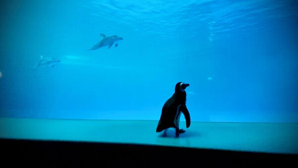 ABD'nin Chicago kentinde koronavirüs salgını nedeniyle kapalı bulunan Shedd Akvaryumu'nda penguenlerin serbestçe dolaşmasına izin verildi. - Sputnik Türkiye