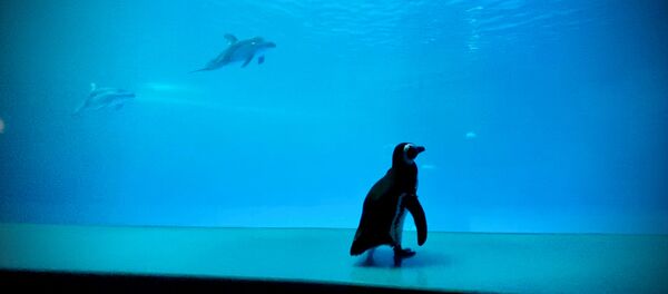 ABD'nin Chicago kentinde koronavirüs salgını nedeniyle kapalı bulunan Shedd Akvaryumu'nda penguenlerin serbestçe dolaşmasına izin verildi. - Sputnik Türkiye