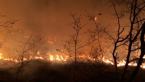 İzmir'in Menemen ilçesinde çıkan yangında, yaklaşık 1 hektar ormanlık alan zarar gördü. - Sputnik Türkiye
