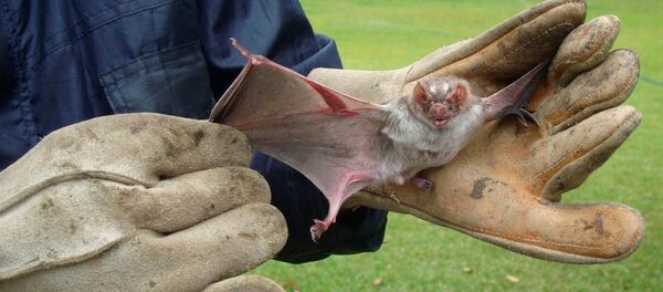 Vampir yarasa - Sputnik Türkiye