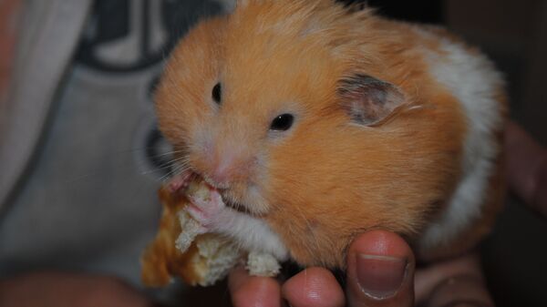 Evcil hamster ya da altın renkli Suriye hamsteri - Sputnik Türkiye