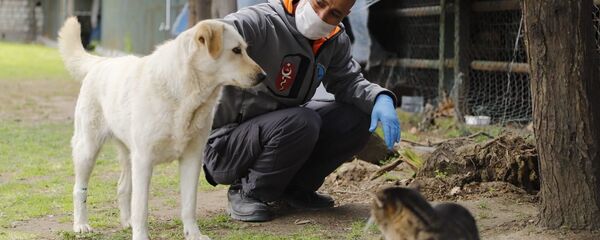 Sokak hayvanları, kedi, köpek - Sputnik Türkiye