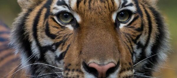 New York'ta hayvanat bahçesindeki kaplan Nadia'da koronavirüs çıktı  - Sputnik Türkiye