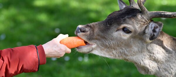 Salgın sırasında hayvanlar - Sputnik Türkiye