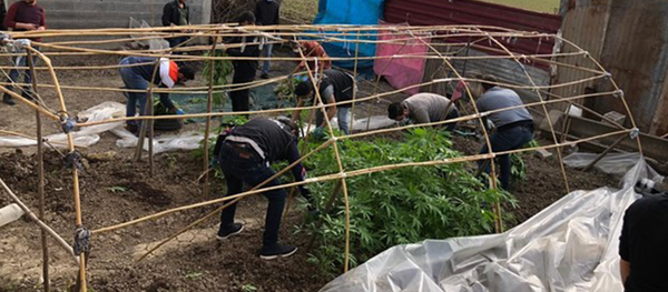 Adana'daki tütün serası - Sputnik Türkiye