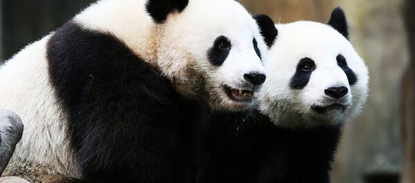 Hong Kong'taki Ocean Park hayvanat bahçesinde bulunan pandalar Ying Ying ve Le Le  - Sputnik Türkiye