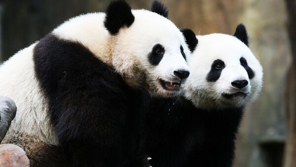 Hong Kong'taki Ocean Park hayvanat bahçesinde bulunan pandalar Ying Ying ve Le Le  - Sputnik Türkiye