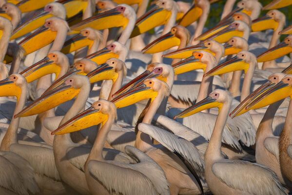Afrika'dan Avrupa'ya göç eden ak pelikanlar Manyas Kuş Cenneti'nde görüntülendi - Sputnik Türkiye