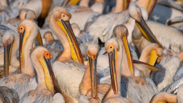 Afrika'dan Avrupa'ya göç eden ak pelikanlar Manyas Kuş Cenneti'nde görüntülendi - Sputnik Türkiye