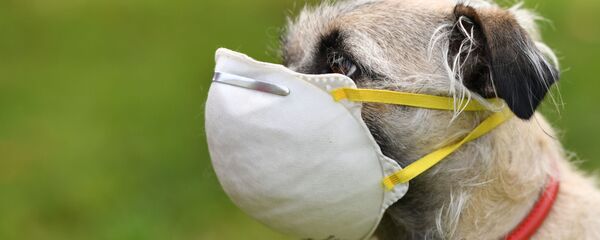 Koronavirüs salgını sırasında evcil hayvanlar  - Sputnik Türkiye