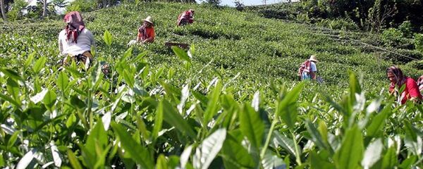 Yaş Çay üreticileri  - Sputnik Türkiye