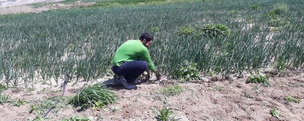 Atanamayan Türkçe Öğretmeni, mevsimlik tarım işçisi oldu: Gündüz tarla, akşam KPSS - Sputnik Türkiye