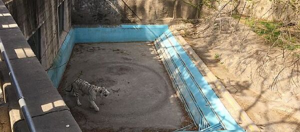 Kaplan- Çin Kaplan- Çin - Sputnik Türkiye