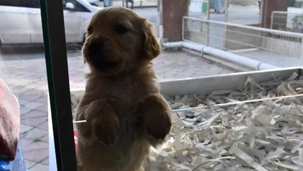 Köpek - Sputnik Türkiye