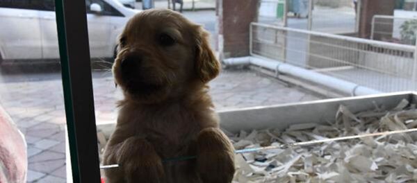 Köpek - Sputnik Türkiye